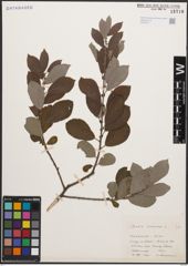 Foto von Salix cinerea L.